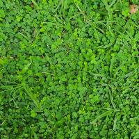 Green leaves in a tropical country under the hot sun. photo