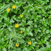 Small flowers and green leaves in tropical countries photo