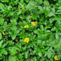 pequeño flores y verde hojas en tropical países foto