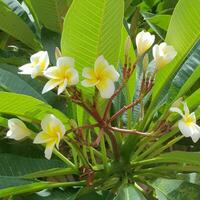 Cute and colorful flowers with green leaves in a tropical country. photo