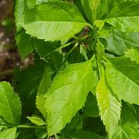 Green leaves in a tropical country under the hot sun. photo