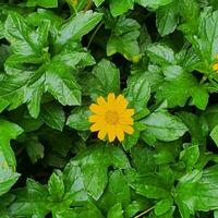 Small flowers and green leaves in tropical countries photo