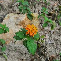Small flowers and green leaves in tropical countries photo