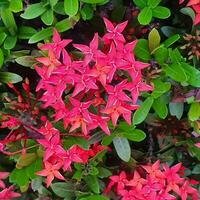 Cute and colorful flower with green leaves in a tropical country. photo