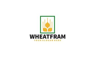 Wheat grain logo design vector. Grain wheat field logo concept  agriculture wheat logo template vector
