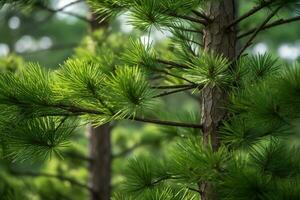 closeup pine tree, pine forest background AI Generative photo