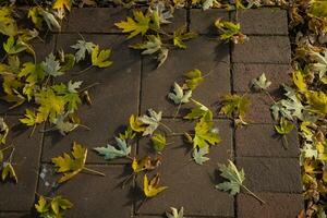 Dried maple leaves fall onto the tiled pavement photo