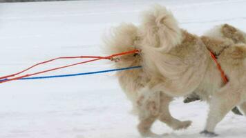 perros de trineo husky con conductor de perro participa en competiciones en carreras de trineos, cámara lenta. video