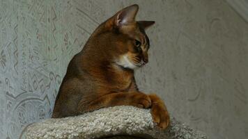 Abyssinian cat sitting on the upholstered pedestal video