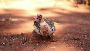 muscovy Pato animal video