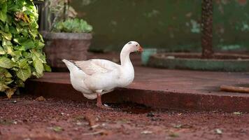 animal granja Greylag ganso video