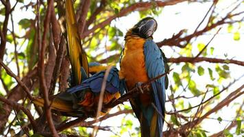 Adult Blue-and-yellow Macaw video