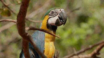 adulto azul y amarillo guacamayo video