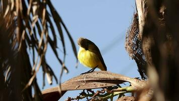 pájaro tirano del ganado adulto video