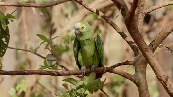 Adult Turquoise fronted Parrot video