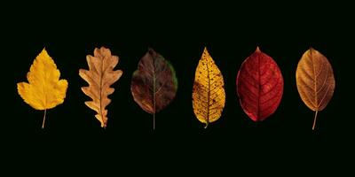 Autumn colorful collection of leaves isolated on a black background photo