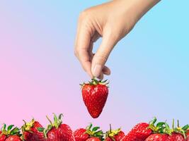 Hand takes a strawberry from a bunch of strawberries gradient background isolated photo