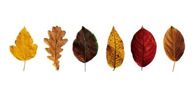 Autumn colorful collection of leaves isolated on a white background photo
