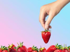 Hand takes a strawberry from a bunch of strawberries gradient background copy space photo
