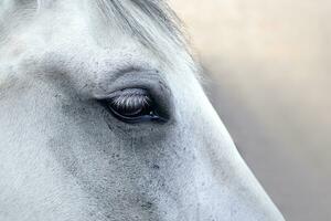 Close up shot - eye of white horse photo