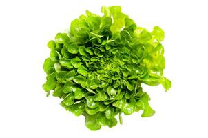 fresh green lettuce salad leaves isolated on white background top view photo