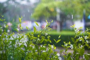 Blurred beautiful  flowers blooming at spring in raining day during to Rainy season. Bokeh blur background in the garden. photo