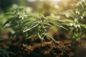 Organically grown small cannabis in a modern greenhouse. ai generative photo