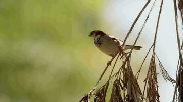 Small House Sparrow video