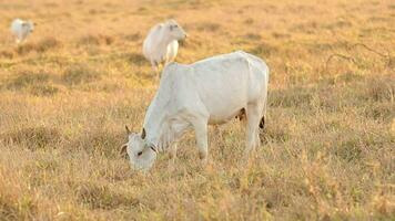 nelore cattle on dry pasture video