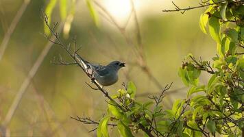 sayaca tanager fågel video