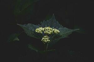 white flowers on a background of dark green leaves in a summer garden photo