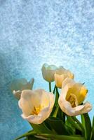 blanco tulipán en un azul antecedentes foto