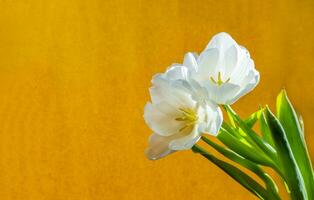 blanco tulipán en un naranja antecedentes foto