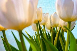 white tulip on a blue background photo