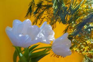 white tulip and mimosa on a orange background photo