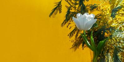 blanco tulipán y mimosa en un naranja antecedentes foto