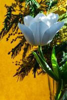 blanco tulipán y mimosa en un naranja antecedentes foto