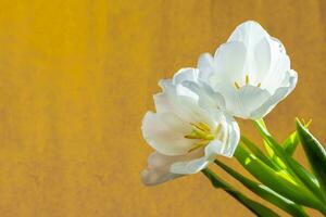 blanco tulipán en un naranja antecedentes foto