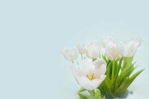 white tulip on a blue background photo