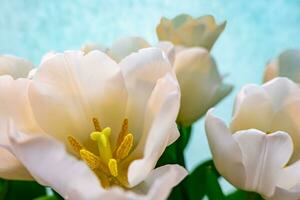 blanco tulipán en un azul antecedentes foto