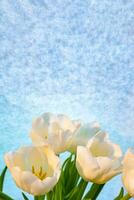 white tulip on a blue background photo