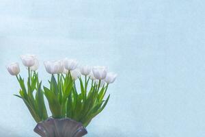 white tulip on a blue background photo