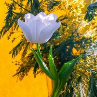 blanco tulipán y mimosa en un naranja antecedentes foto