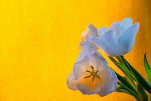 white tulip on a orange background photo