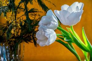 blanco tulipán y mimosa en un naranja antecedentes foto
