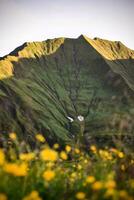 Mountain in sunlight with flowers in the foreground in the Austrian alps photo
