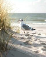 Seascape bird seagull stands on the shore by the sea,AI Generative. photo