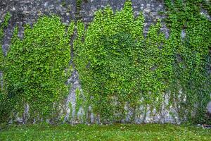 2023 04 29 Orgiano ivy wall photo