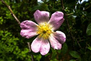 2023 04 29 Orgiano Rosa canina 1 photo