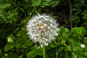 2023 04 29 organiano taraxacum eritrospermo foto